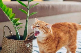 Zijn ZZ-planten giftig voor katten?