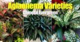 Populaire Aglaonema-variëteiten om te kennen en te laten groeien